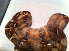 Normal 66% Poss het Sharp Albino