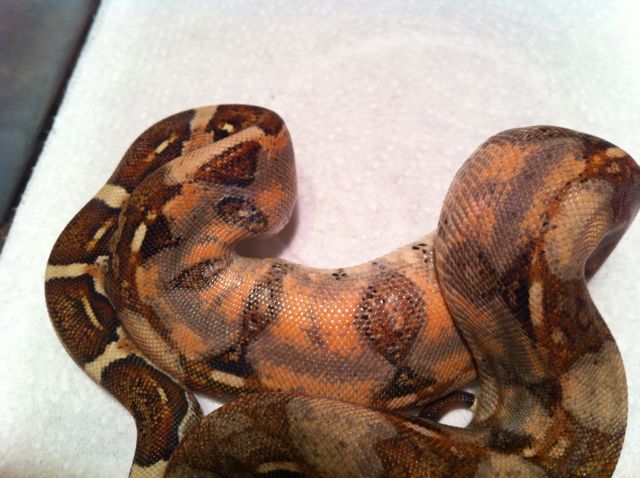 Normal 66% Poss het Sharp Albino