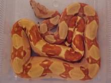 DH Sharp sunglow yearling