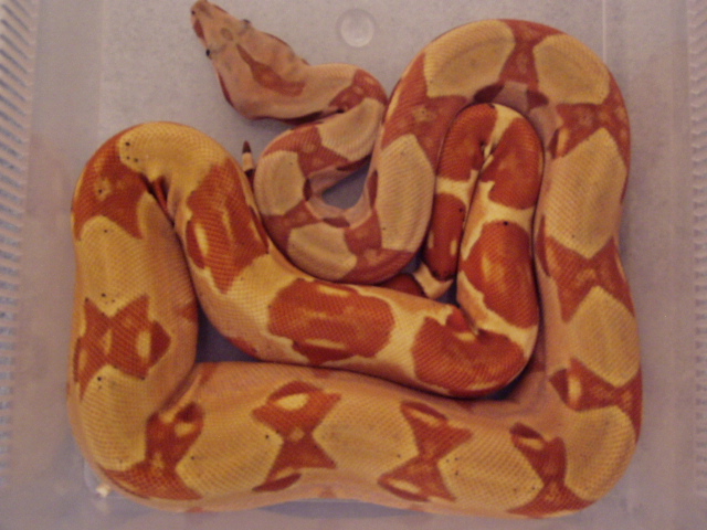 DH Sharp sunglow yearling