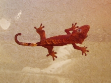 crested gecko red