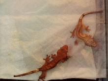 crested gecko pair
