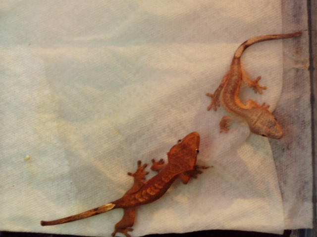 crested gecko pair