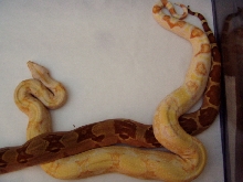 Sharp albino/ DH sunglow tail