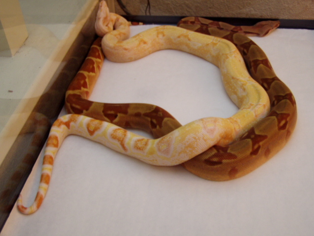 DH Sharp sunglow/ Sharp albino 2