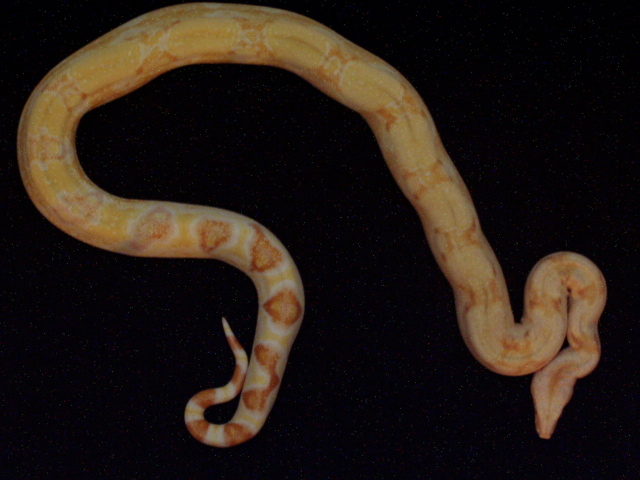 Sharp albino 18 months
