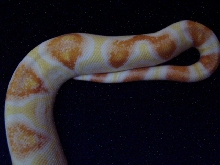Sharp albino 18 months tail