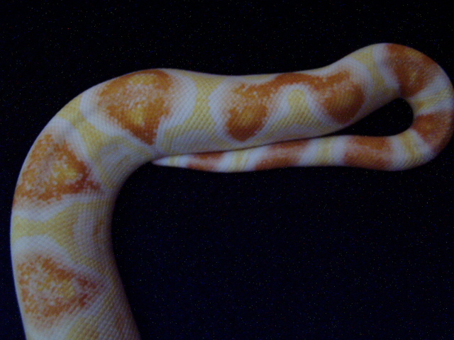 Sharp albino 18 months tail