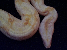 Sharp albino 18 months head