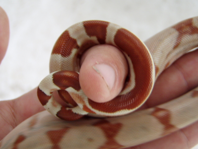 Scarlet poss het Sharp sunglow tail/ finger