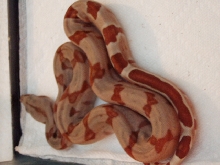 Scarlet poss het Sharp sunglow inside