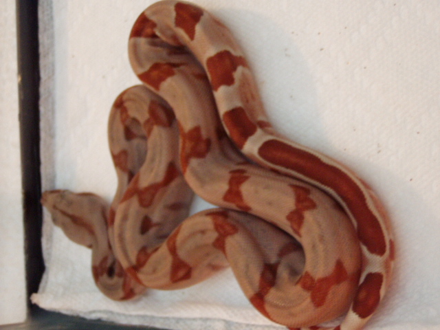 Scarlet poss het Sharp sunglow inside