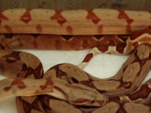 poss het Sharp sunglow trio close up