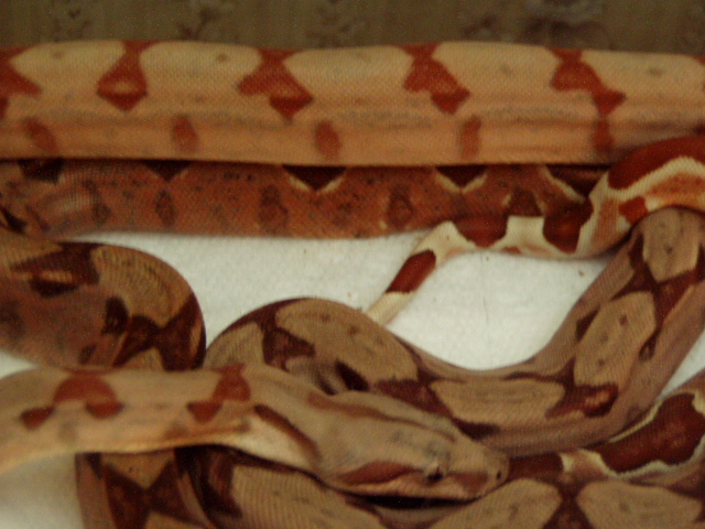 poss het Sharp sunglow trio close up