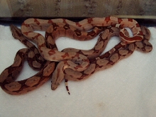 poss het Sharp sunglow trio