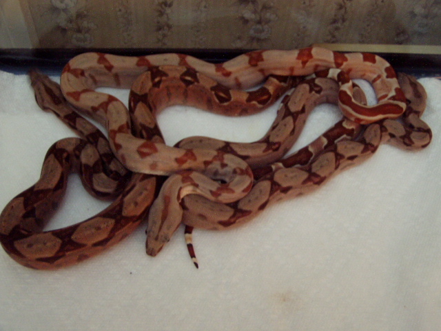 poss het Sharp sunglow trio