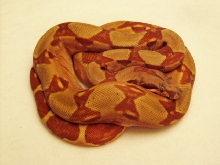 DH Sharp sunglow ball