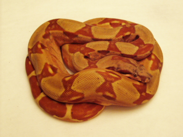 DH Sharp sunglow ball