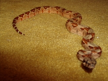 DH Sharp Sunglow baby