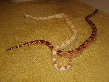 DH Sharp sunglow/ Sharp albino babys