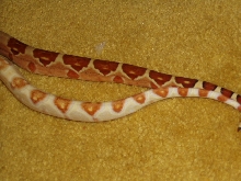 DH Sharp sunglow/ Sharp albino baby tails