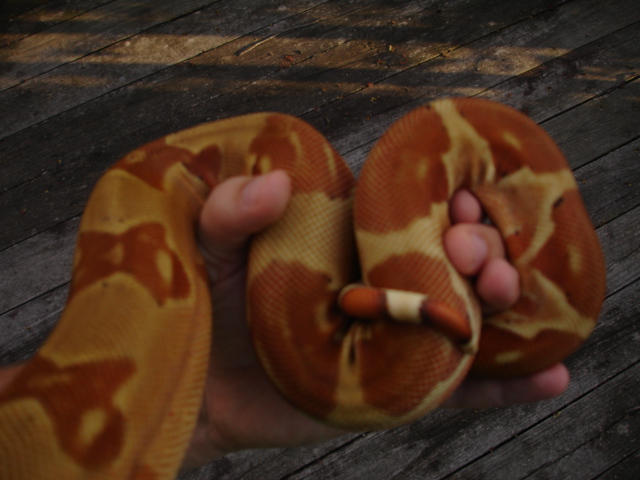 DH Sharp sunglow 4/7 tail