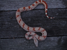 Scarlet poss het Sharp sunglow outside