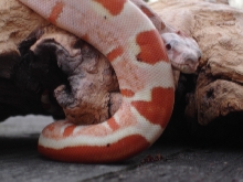 Scarlet poss het Sharp sunglow outside tail