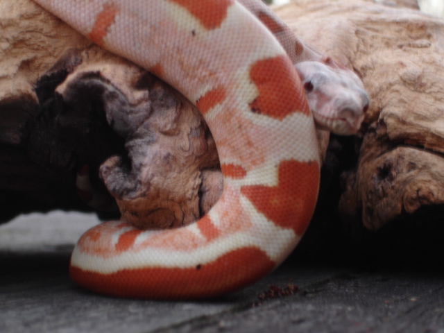 Scarlet poss het Sharp sunglow outside tail