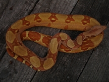 DH Sharp sunglow 4/7 1