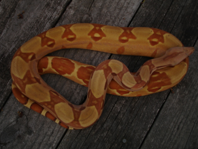 DH Sharp sunglow 4/7 1