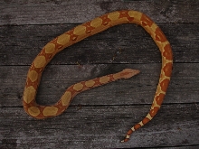 DH Sharp sunglow 4/7 2
