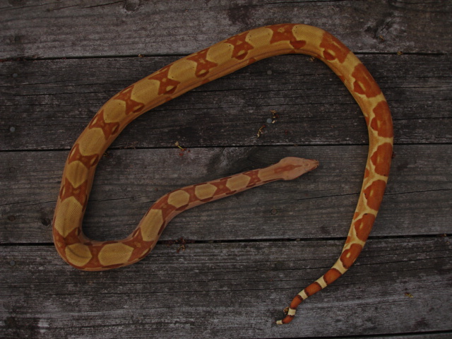 DH Sharp sunglow 4/7 2