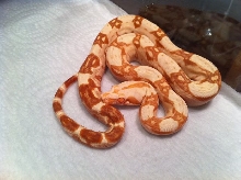 Female Poss Super Sharp Sunglow 8