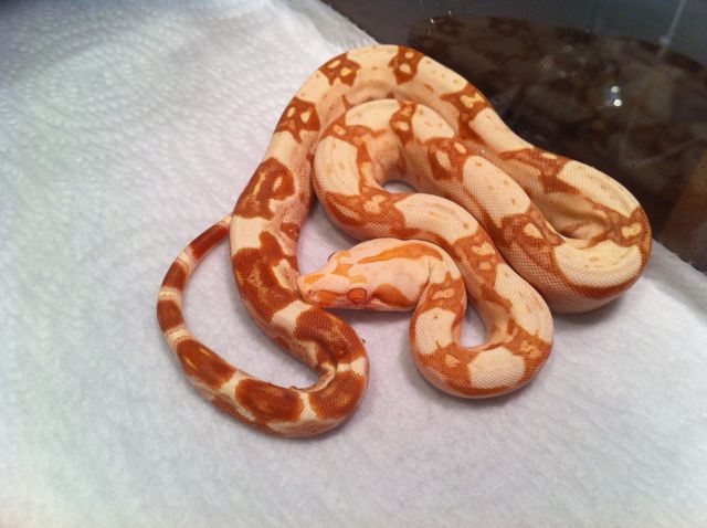 Female Poss Super Sharp Sunglow 8