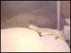 Fat Rex