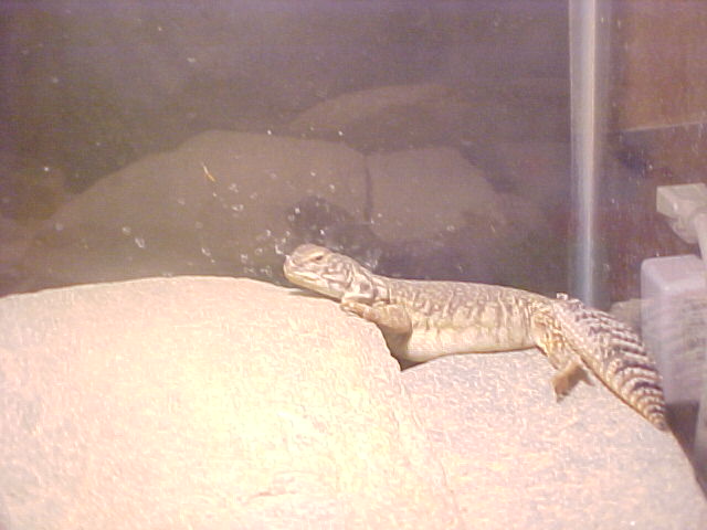 Fat Rex
