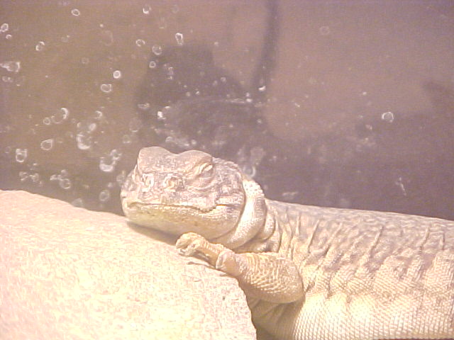 Rex