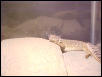 Rex
