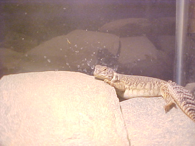 Rex