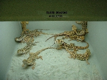 Dragon's Den Blood Babies