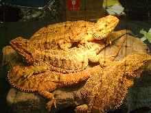 Pile from Sandfire Dragon Ranch