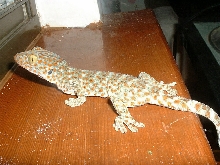My new Cricket Getter