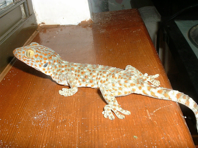 My new Cricket Getter