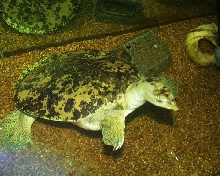 Pinocchio, my unidentified soft shell!