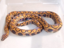 Female Brazillian Rainbow