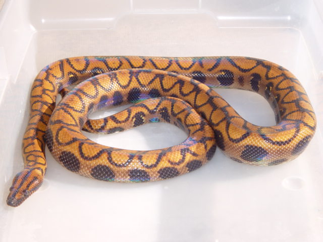 Female Brazillian Rainbow