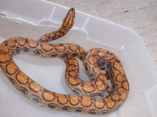 Male Brazillian Rainbow