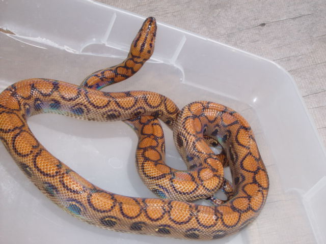 Male Brazillian Rainbow