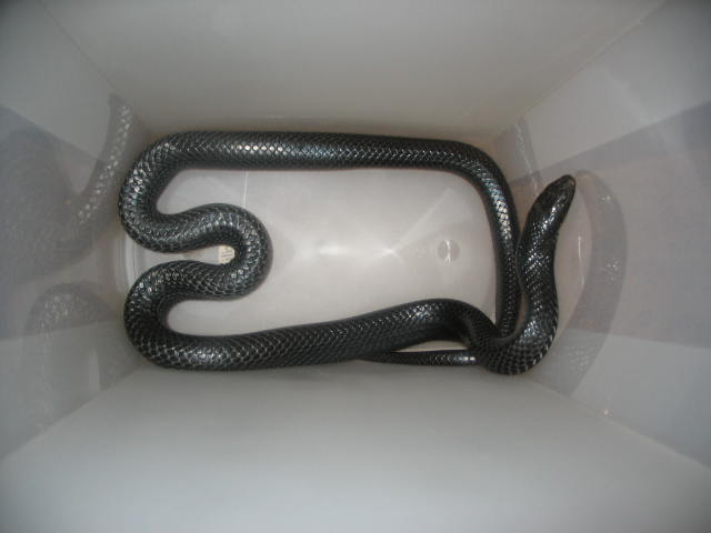 Female